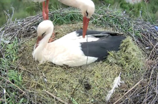 Slika pregleda web-kamere Storks Libštát